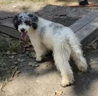 D, a male Poodle - Miniature  for sale in Buffalo, MO – 3 of 10