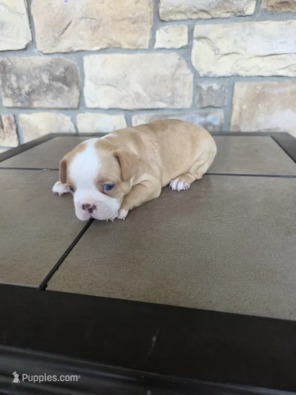 Dexter – Frenchton puppy for sale in Buffalo, MO