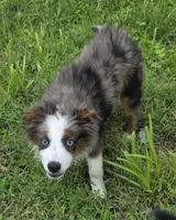 Flash, a female Miniature Australian Shepherd for sale in Buffalo, MO – 8 of 10