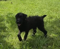 Shaggy, a female Giant Schnauzer for sale in Buffalo, MO – 7 of 10