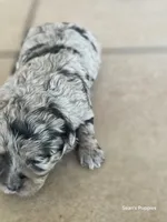 Bl, a female Pomapoo for sale in Buffalo, MO – 3 of 8