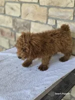 Red, a male Poodle - Miniature  for sale in Buffalo, MO – 7 of 10