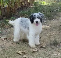 D, a male Poodle - Miniature  for sale in Buffalo, MO – 4 of 10