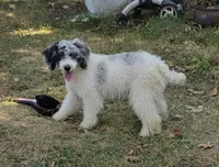 D, a male Poodle - Miniature  for sale in Buffalo, MO – 5 of 10