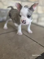 Pebbles , a male Frenchton for sale in Buffalo, MO – 2 of 10