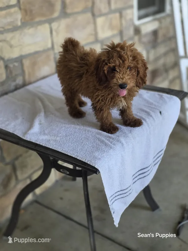Red – Poodle - Miniature  puppy for sale in Buffalo, MO