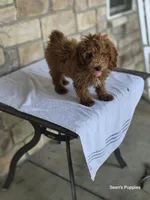 Red, a male Poodle - Miniature  for sale in Buffalo, MO – 1 of 10