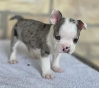 Bluey, a male Frenchton for sale in Buffalo, MO – 5 of 9
