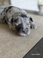 Bl, a female Pomapoo for sale in Buffalo, MO – 6 of 8