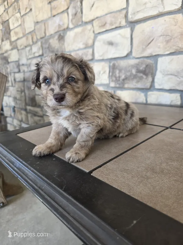 Maggie  – Pomapoo puppy for sale in Buffalo, MO