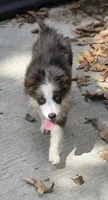 Flash, a female Miniature Australian Shepherd for sale in Buffalo, MO – 3 of 10