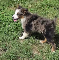 Flash, a female Miniature Australian Shepherd for sale in Buffalo, MO – 9 of 10