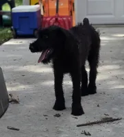 Shaggy, a female Giant Schnauzer for sale in Buffalo, MO – 8 of 10
