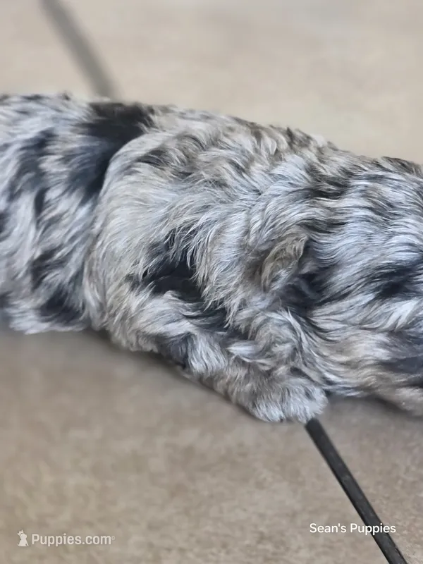 Bl – Pomapoo puppy for sale in Buffalo, MO