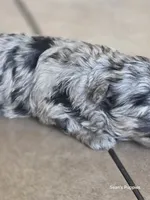 Bl, a female Pomapoo for sale in Buffalo, MO – 1 of 8