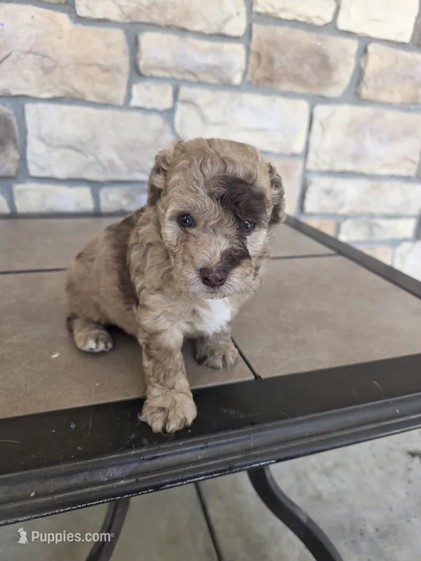 Cash – Pomapoo puppy for sale in Buffalo, MO
