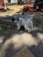 D, a male Poodle - Miniature  for sale in Buffalo, MO – 10 of 10