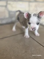 Pebbles, a male Boston Terrier and French Bulldog for sale in Buffalo, MO – 5 of 7