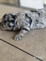 Bl, a female Pomapoo for sale in Buffalo, MO – 7 of 8