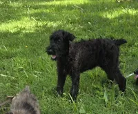 Shaggy, a female Giant Schnauzer for sale in Buffalo, MO – 10 of 10