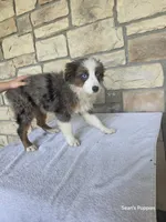 Bluey, a female Miniature Australian Shepherd for sale in Buffalo, MO – 7 of 7