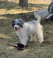D, a male Poodle - Miniature  for sale in Buffalo, MO – 2 of 10
