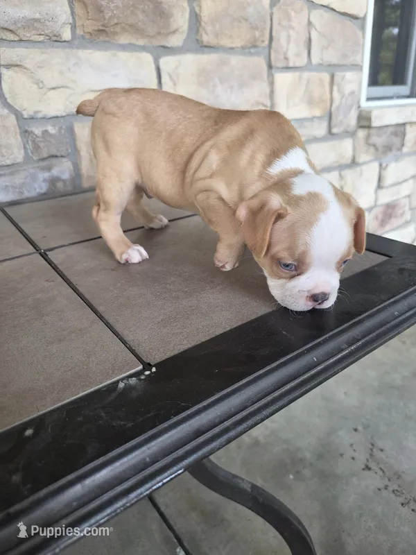Dexter – Frenchton puppy for sale in Buffalo, MO