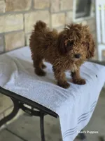 Red, a male Poodle - Miniature  for sale in Buffalo, MO – 6 of 10