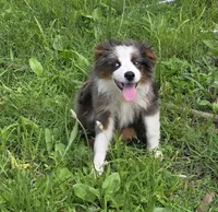 Flash, a female Miniature Australian Shepherd for sale in Buffalo, MO – 5 of 10