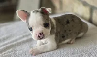 Bluey, a male Frenchton for sale in Buffalo, MO – 7 of 9