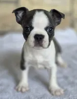 Annie, a female Frenchton for sale in Buffalo, MO – 2 of 6
