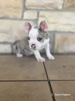 Pebbles , a male Frenchton for sale in Buffalo, MO – 4 of 10