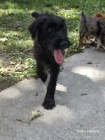 Shaggy, a female Giant Schnauzer for sale in Buffalo, MO – 6 of 10