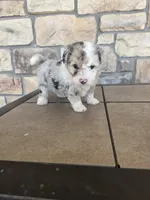 Checkers, a female Pomapoo for sale in Buffalo, MO – 4 of 7