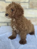 Red, a male Poodle - Miniature  for sale in Buffalo, MO – 9 of 10
