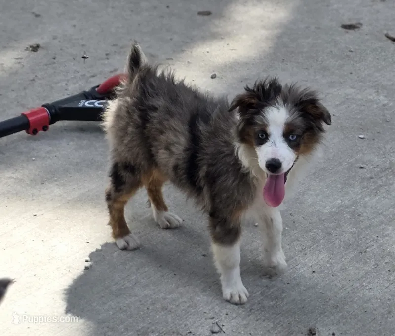 Flash – Miniature Australian Shepherd puppy for sale in Buffalo, MO
