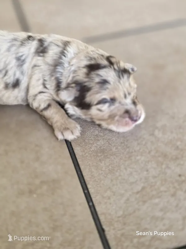 Maggie  – Pomapoo puppy for sale in Buffalo, MO