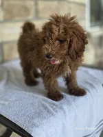Red, a male Poodle - Miniature  for sale in Buffalo, MO – 4 of 10