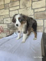 Bluey, a female Miniature Australian Shepherd for sale in Buffalo, MO – 2 of 7
