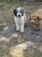 D, a male Poodle - Miniature  for sale in Buffalo, MO – 8 of 10