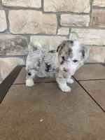 Checkers, a female Pomapoo for sale in Buffalo, MO – 2 of 7