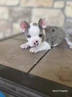 Pebbles , a male Frenchton for sale in Buffalo, MO – 6 of 10