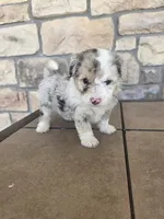 Checkers, a female Pomapoo for sale in Buffalo, MO – 7 of 7