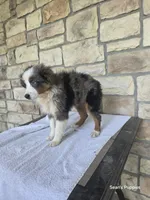 Bluey, a female Miniature Australian Shepherd for sale in Buffalo, MO – 4 of 7
