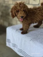 Red, a male Poodle - Miniature  for sale in Buffalo, MO – 2 of 10