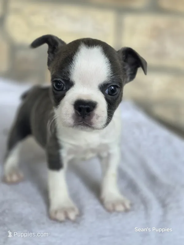 Annie – Frenchton puppy for sale in Buffalo, MO
