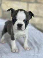 Annie, a female Frenchton for sale in Buffalo, MO – 1 of 6