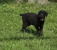 Shaggy, a female Giant Schnauzer for sale in Buffalo, MO – 9 of 10