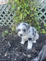 Bandi, a female Australian Shepherd for sale in Tamaqua, PA – 3 of 3