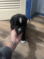 Brutus , a male Australian Shepherd for sale in Tamaqua, PA – 2 of 2